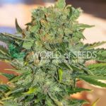 Image 2 of Tonic Ryder cannabis by World of Seeds – Outdoor – Excellent harvest potential – Stress Relief – Seed City