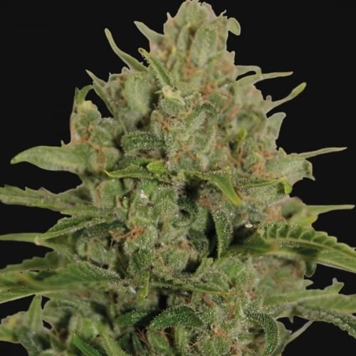 Herbal – Super Strength – Indica-heavy – Triple Cheese strain – image 2 – from Barneys Farm Seeds via Seed City