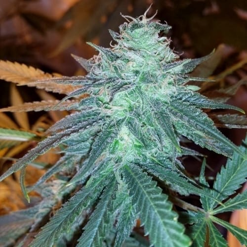 Triple Cheese by Barneys Farm Seeds – Happy – Indica-heavy – Herbal – image 3 – Seed City