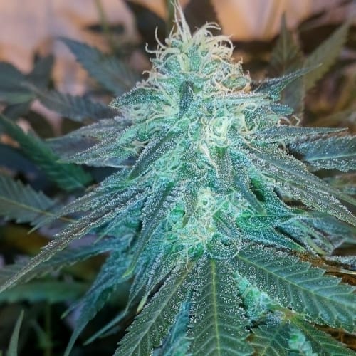 Triple Cheese cannabis seeds – Super Strength – Outdoor – Middle of September – image 4 from Seed City