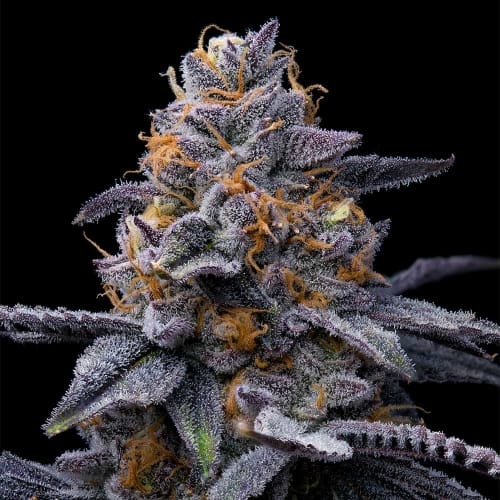 Tropicana Cookies x Hollywood cannabis – image 2 – Seed City