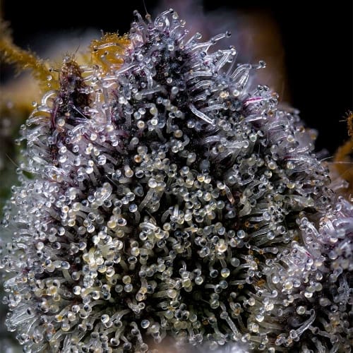 Tropicana Cookies x Hollywood cannabis – image 3 – Seed City