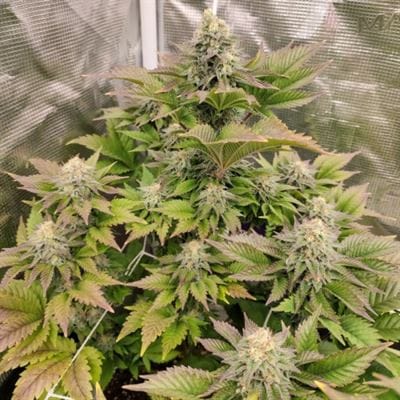 Image 2 of Tropical Tangie cannabis by Dutch Passion Seeds – Mostly Sativa – Orange – 12/12 Photoperiod – Seed City