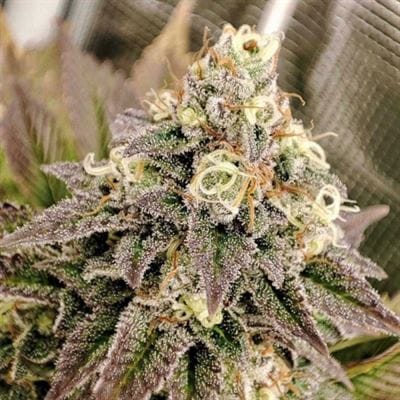Image 4 of Tropical Tangie cannabis by Dutch Passion Seeds – Orange – Mostly Sativa – Uplifting – Seed City