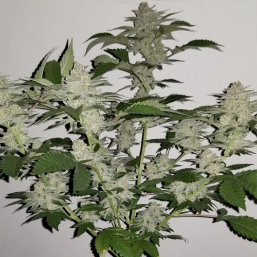 Orange – Regular – 12/12 Photoperiod – Tropicanna Kush strain – image 2 – from Oni Seed Co via Seed City