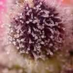 Creative – Indoor-friendly – Mostly Indica – Tropicanna Poison XL Auto strain – image 2 – from Sweet Seeds via Seed City