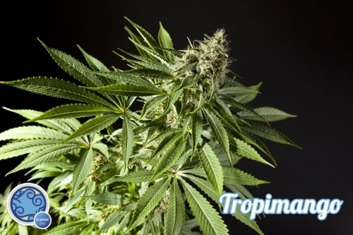 Image 2 of Tropimango cannabis by Philosopher Seeds – Relaxing – 12/12 Photoperiod – Indica-heavy – Seed City