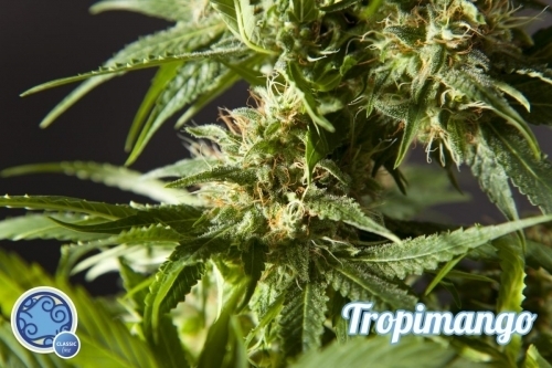 Tropimango cannabis seeds – 12/12 Photoperiod – Fruity – Beginning of October – image 3 from Seed City