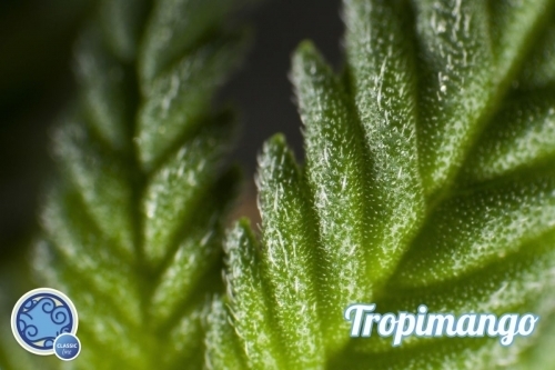 Tropimango cannabis seeds – Guaranteed female plants – 12/12 Photoperiod – Beginning of October – image 4 from Seed City
