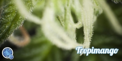 Fruity – Relaxing – Guaranteed female plants – Tropimango strain – image 5 – from Philosopher Seeds via Seed City