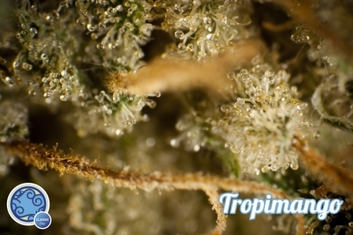 Tropimango by Philosopher Seeds – 12/12 Photoperiod – Beginning of October – Fruity – image 6 – Seed City