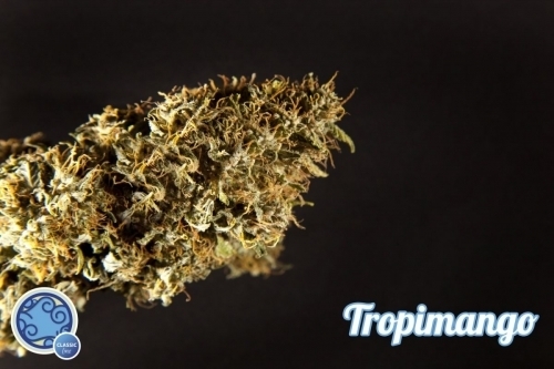 Fruity – Guaranteed female plants – Relaxing – Tropimango strain – image 7 – from Philosopher Seeds via Seed City