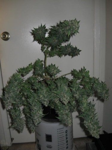 TSI Fly from Mosca Seeds