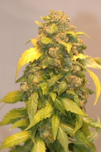 showing The End of October – 12/12 Photoperiod – Regular – image 2 – Seed City