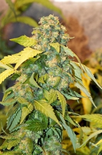 Image 3 of TSI Fly cannabis by Mosca Seeds – Indica – Fruity – Regular – Seed City