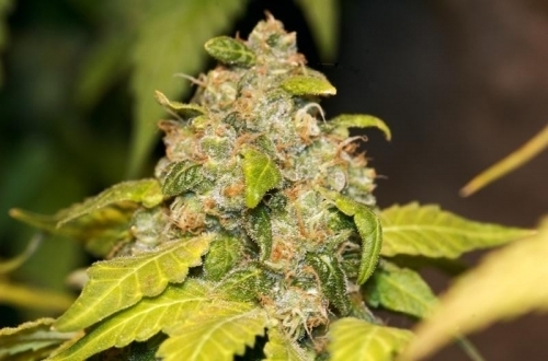 Image 4 of TSI Fly cannabis by Mosca Seeds – The End of October – Good for outdoor grow – Fruity – Seed City