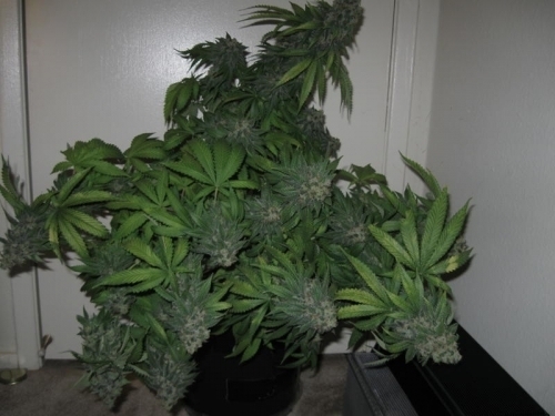 Image 5 of TSI Fly cannabis by Mosca Seeds – Good for outdoor grow – Indica – The End of October – Seed City