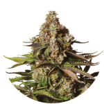 Turbo Zkittles by Yieldmonger Seeds – 12/12 Photoperiod – Mostly Indica – The End of September – image 2 – Seed City