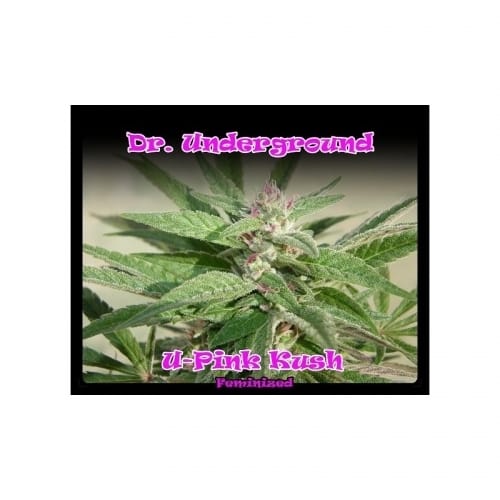 U-Pink Kush by Dr Underground – 12/12 Photoperiod – Large yield – Beginning of October – image 2 – Seed City