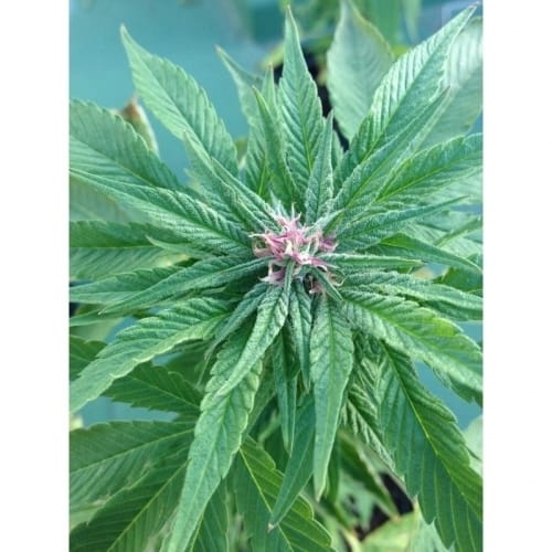 Sweet – 12/12 Photoperiod – Large yield – U-Pink Kush strain – image 3 – from Dr Underground via Seed City
