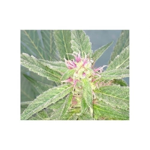 U-Pink Kush by Dr Underground – Feminized – Sweet – Beginning of October – image 4 – Seed City