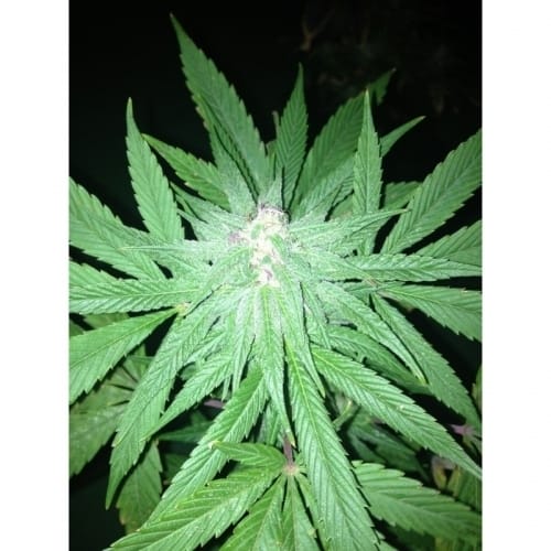 U-Pink Kush by Dr Underground – 12/12 Photoperiod – Sweet – Mostly Indica – image 5 – Seed City
