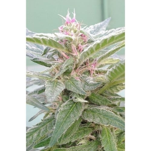 U-Pink Kush from Dr Underground