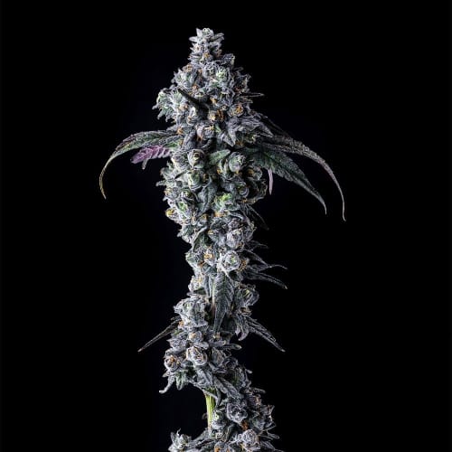 showing 50% Indica/50% Sativa – Citrus – 12/12 Photoperiod – image 1 – Seed City