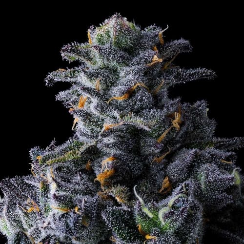UK Riot cannabis seeds – 12/12 Photoperiod – Guaranteed female plants – 50% Indica/50% Sativa – image 2 from Seed City