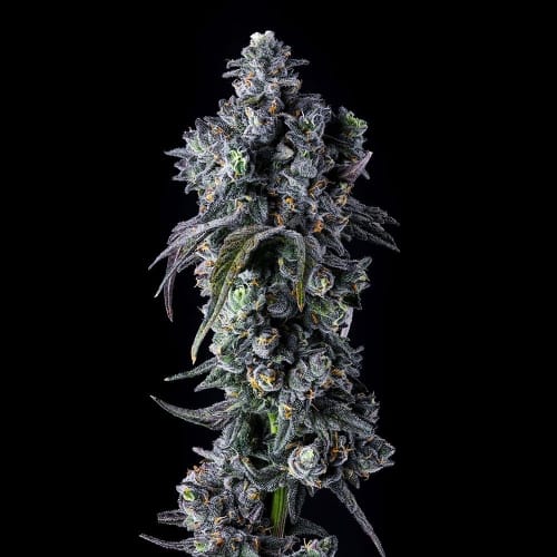 UK Riot by Compound Genetics – 50% Indica/50% Sativa – Guaranteed female plants – Outdoor – image 3 – Seed City
