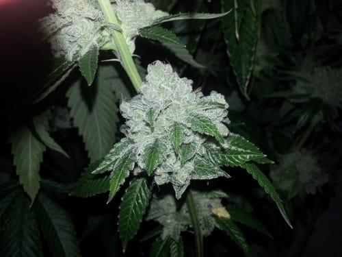 Biker Kush V2.0 from Karma Genetics