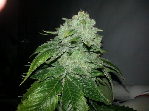 showing Super Strength – Regular – 12/12 Photoperiod – image 17 – Seed City