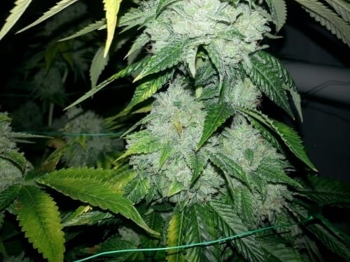 Biker Kush V2.0 by Karma Genetics – Indica-heavy – Regular – 12/12 Photoperiod – image 18 – Seed City