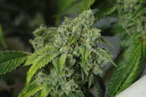 Biker Kush V2.0 from Karma Genetics