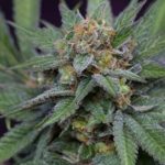 Uva cannabis seeds – Grape – Suited for indoor growing – 12/12 Photoperiod – image 2 from Seed City