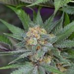 Uva by Subcools The Dank – Grape – Suited for indoor growing – Regular – image 3 – Seed City