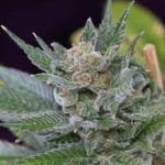Uva by Subcools The Dank – 50% Indica/50% Sativa – Suited for indoor growing – 12/12 Photoperiod – image 4 – Seed City
