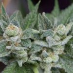 Uva cannabis seeds – 12/12 Photoperiod – Grape – Regular – image 5 from Seed City