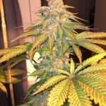 Image 6 of Uva cannabis by Subcools The Dank – 12/12 Photoperiod – Suited for indoor growing – Regular – Seed City
