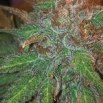 Uva from Subcools The Dank