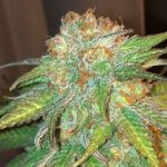 showing 50% Indica/50% Sativa – 12/12 Photoperiod – Regular – image 7 – Seed City