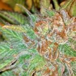 Regular – 12/12 Photoperiod – 50% Indica/50% Sativa – Uva strain – image 8 – from Subcools The Dank via Seed City