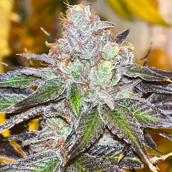 showing Super Strength – 12/12 Photoperiod – Dairy – image 1 – Seed City