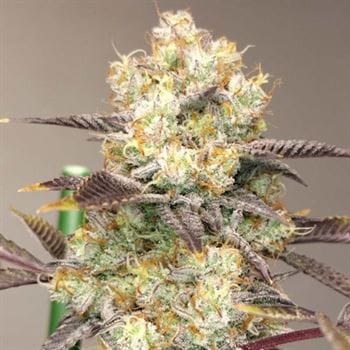Vitamin Z cannabis seeds – 12/12 Photoperiod – 50% Indica/50% Sativa – Sweet – image 2 from Seed City