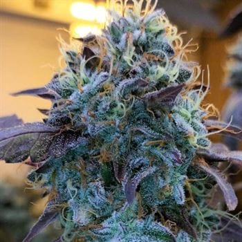 Vitamin Z by Grounded Genetics – Suited for indoor growing – Female seeds – 12/12 Photoperiod – image 3 – Seed City
