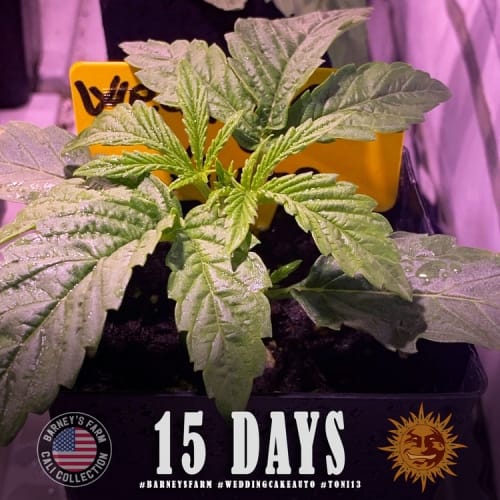 Wedding Cake Auto by Barneys Farm Seeds – Euphoric – Fruity – Feminized – image 7 – Seed City