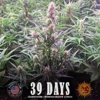 Wedding Cake Auto cannabis seeds – Auto-Flowering – Fruity – Outdoor cultivation – image 6 from Seed City