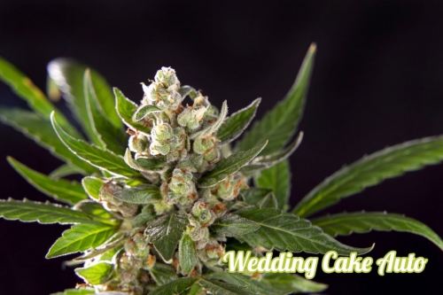 Wedding Cake Auto by Philosopher Seeds – Relaxing – Female seeds – Sweet – image 2 – Seed City