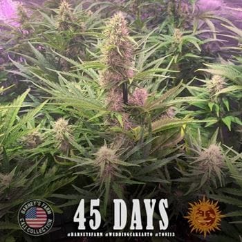 Wedding Cake Auto by Barneys Farm Seeds – Fruity – Short (up to 80cm) – Outdoor cultivation – image 5 – Seed City