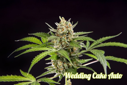 Image 3 of Wedding Cake Auto cannabis by Philosopher Seeds – Relaxing – Outdoor – Female seeds – Seed City